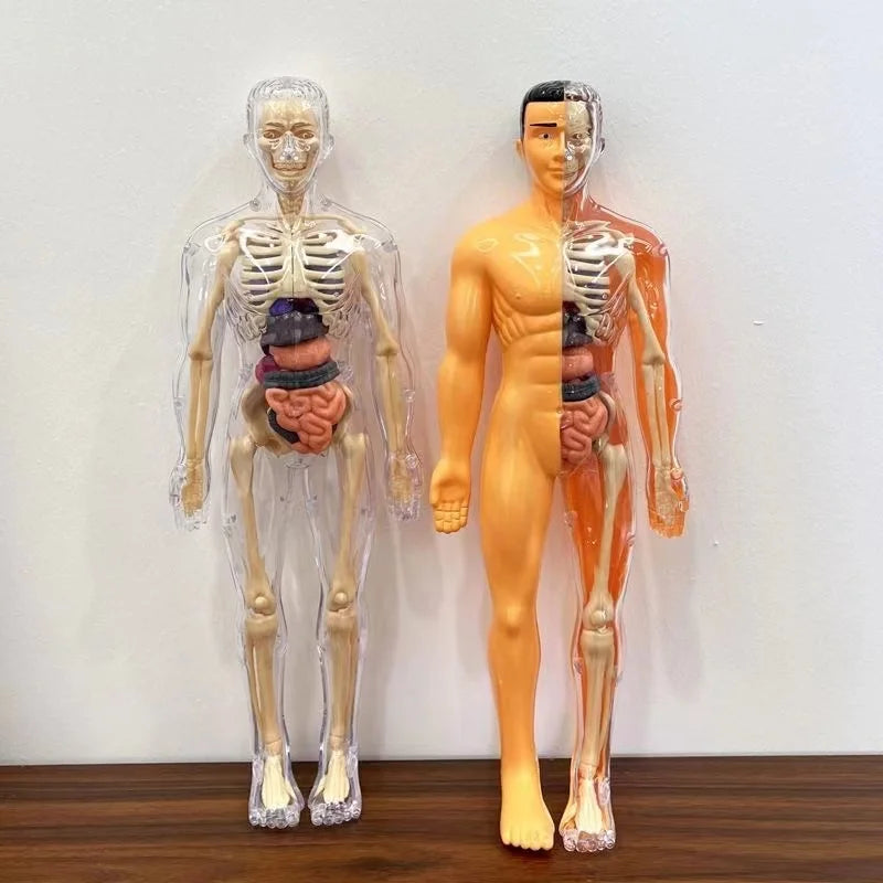 Children's Scieces human