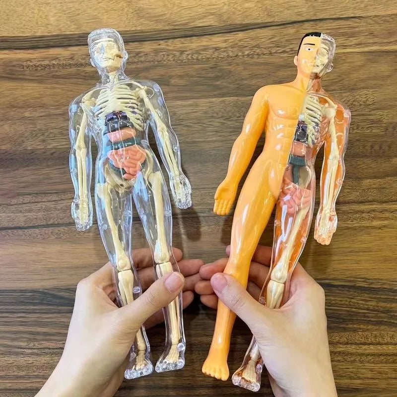 Children's Scieces human