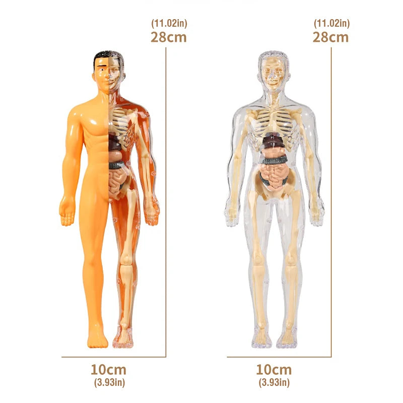Children's Scieces human