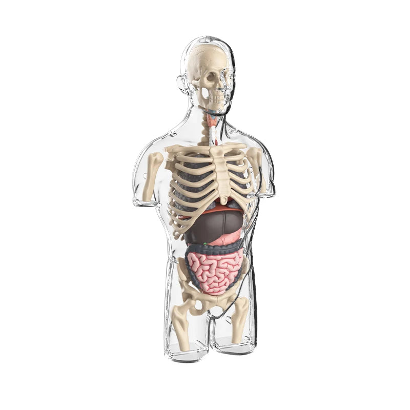 Children's Scieces human