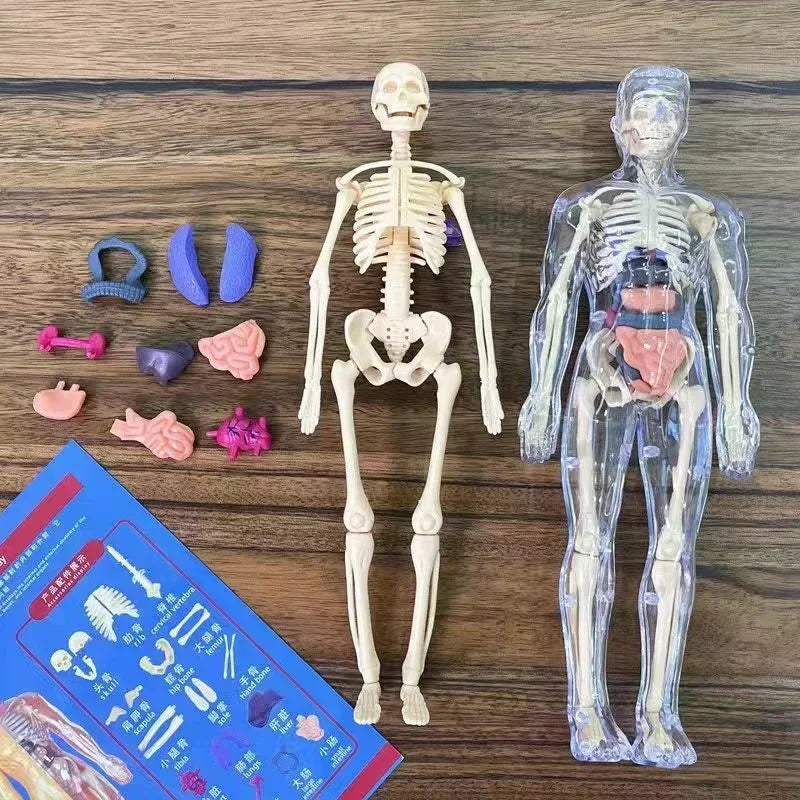 Children's Scieces human