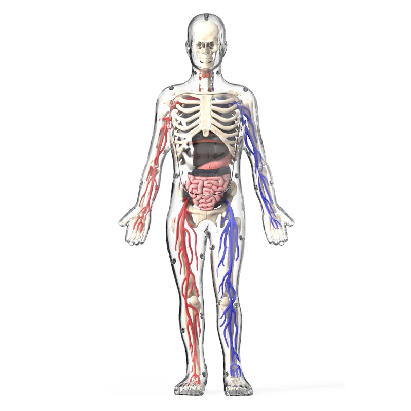 Children's Scieces human