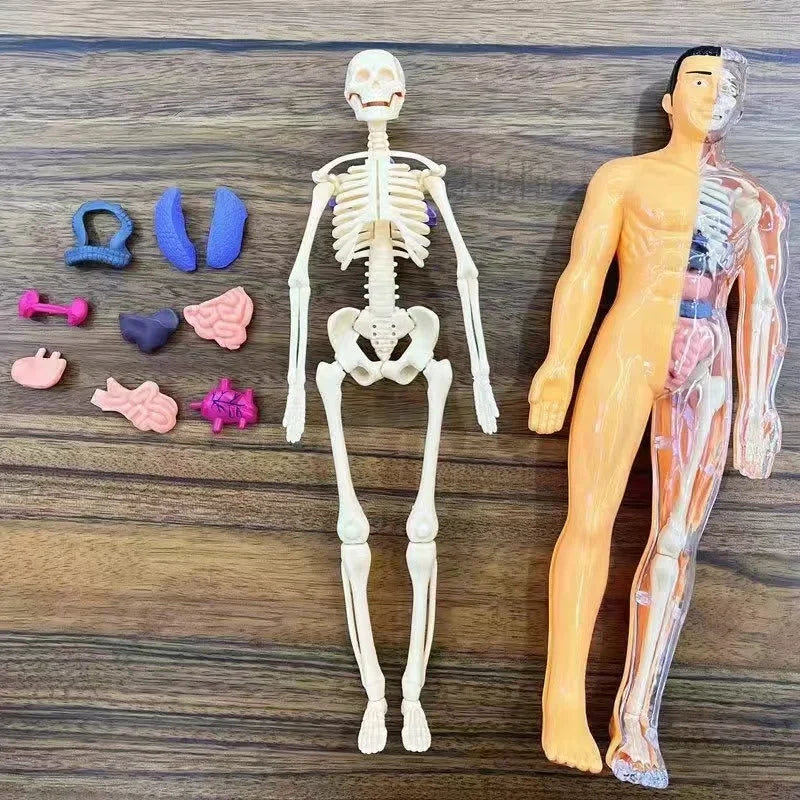 Children's Scieces human