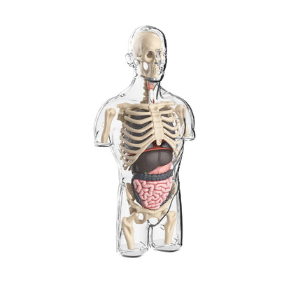 Children's Scieces human