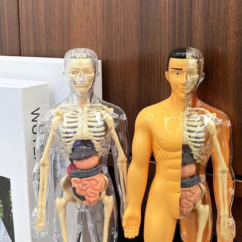 Children's Scieces human